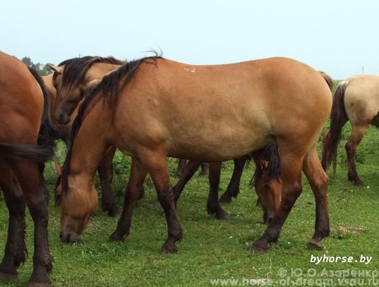 Белорусская упряжная: Герань 42